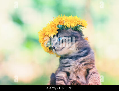 Süße Kätzchen, gekrönt mit Löwenzahn Blumen Rosenkranz in weiblicher hand Stockfoto