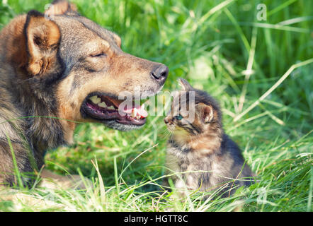 Kleines Kätzchen sitzen auf dem Rasen neben dem großen Hund Stockfoto