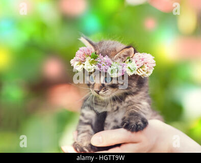 Süße Kätzchen, gekrönt mit Klee Blumen Rosenkranz in weiblicher hand Stockfoto