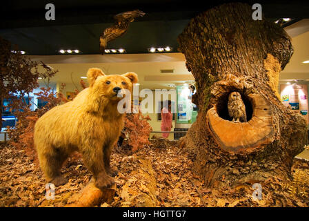 Natural History Museum, Paranesti, Drama Präfektur, Mazedonien, Griechenland, Osteuropa Stockfoto