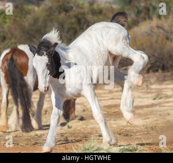 Gypsy Vanner Pferd Fohlen Absetzer Fohlen Stockfoto