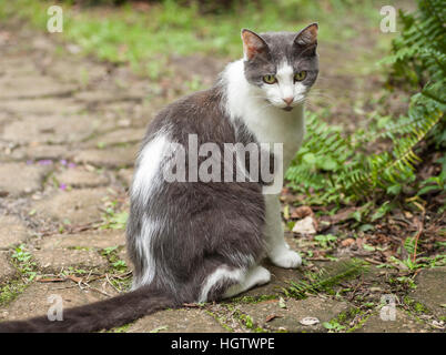 Weibliche Senior im Alter von Katze auf Rasen Stockfoto