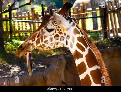 Giraffe (Giraffa) mit langer Zunge herabhängen, Nahaufnahme, komisch, lustig Stockfoto