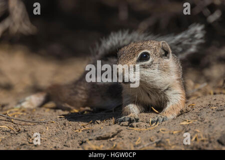 Weiß-angebundene Antilope Eichhörnchen, Ammospermophilus Leucurus bei BLM Grimes Point archäologische Zone in der Nähe von Fallon, Nevada, USA Stockfoto