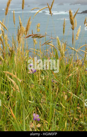 Wildblumen und Rasen auf einer Klippe über dem Pazifischen Ozean Stockfoto
