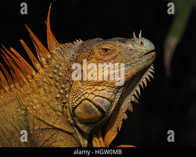 Männlicher grüner Leguan während der Paarungszeit an Muelle San Carlos, Costa Rica Stockfoto