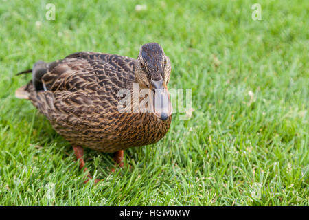 Eine weibliche Stockente (Anas Platyrhynchos) in der kanadischen Wildnis. Es wird allgemein in Nordamerika gefunden. Stockfoto
