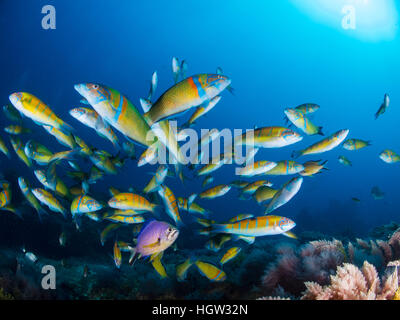 Atlantische Riffbarsche (Chromis Limbata) und reich verzierten Lippfisch (Thalassoma Pavo), La Graciosa, Lanzarote, Kanarische Inseln Stockfoto