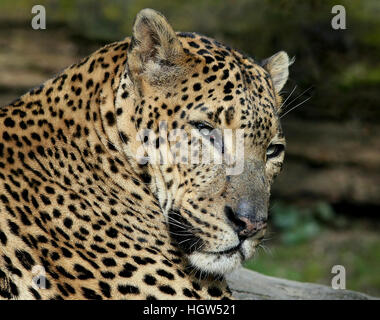 Kopf eines männlichen Sri Lankan Leoparden / Panther (Panthera Pardus Kotiya) Stockfoto