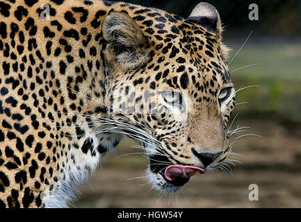 Reife Frauen Sri Lanka Leopard oder Panther (Panthera Pardus Kotiya) lecken ihre Lippen in Nahaufnahme Stockfoto