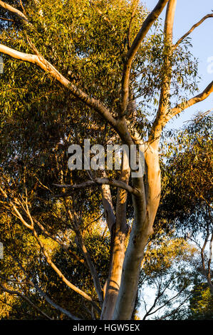 Sonnenuntergang beleuchtet die Äste und Baumkronen lässt ein Spotted Gum. Stockfoto