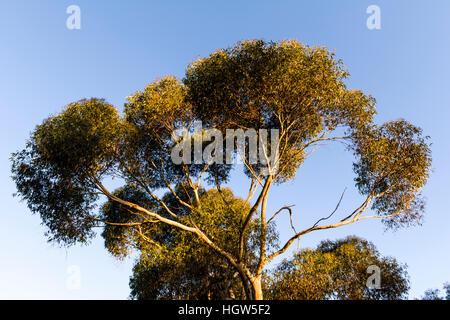 Sonnenuntergang beleuchtet die Äste und Baumkronen lässt ein Spotted Gum. Stockfoto