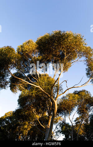 Sonnenuntergang beleuchtet die Äste und Baumkronen lässt ein Spotted Gum. Stockfoto