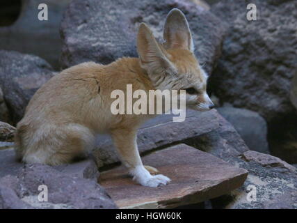 Nordafrika / Sahara Fennec Fox (Fennecus Zerda) Stockfoto