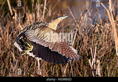 Erschreckt europäischen Rohrdommel (Botaurus Stellaris) Aufbruch in Flug Stockfoto