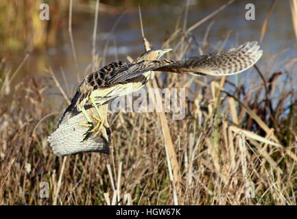 Eurasische Rohrdommel (Botaurus Stellaris) während des Fluges am Start. Stockfoto