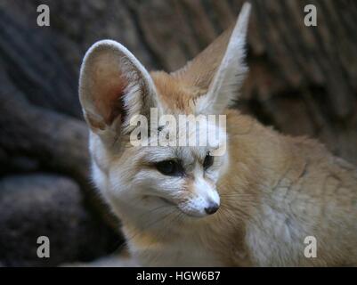 Weibliche nordafrikanischen / Sahara Fennec Fox (Fennecus Zerda) in Nahaufnahme Stockfoto