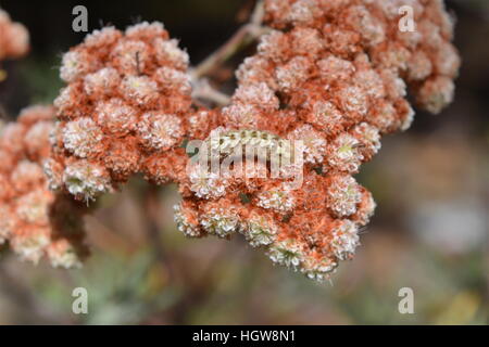 Ameise neigende Raupe des grauen Zipfelfalter Schmetterling auf Santa Cruz Island Buchweizen Stockfoto