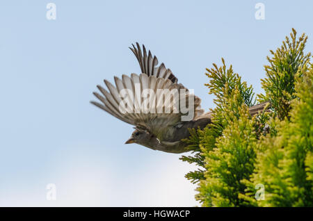 Ein weiblicher Haussperling (Passer Domesticus) ergreift die Flucht von einem Nadelbaum-Baum gegen einen blauen Wolkenhimmel Stockfoto