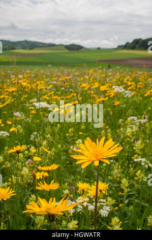 Gemeinsamen Habichtskraut, schwäbischen Alb, Neckar-Alpen, Swabia, Münsingen Alpen, Baden-Württemberg, Deutschland, (Habichtskräuter Lachenalii) Stockfoto