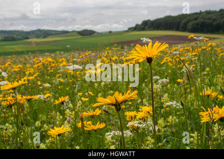 Gemeinsamen Habichtskraut, schwäbischen Alb, Neckar-Alpen, Swabia, Münsingen Alpen, Baden-Württemberg, Deutschland, (Habichtskräuter Lachenalii) Stockfoto