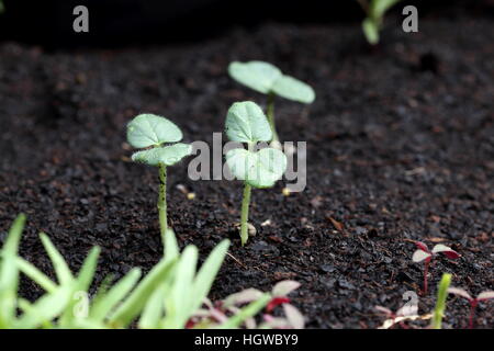 Nahaufnahme der Okra Keimlinge sprießen aus dem Boden Stockfoto