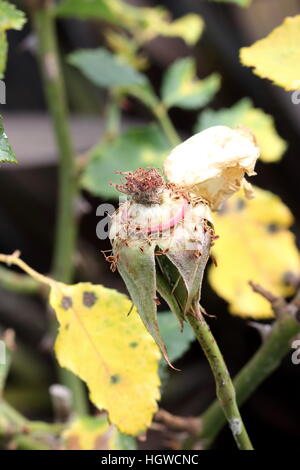 Nahaufnahme einer Rose getrockneten Staubfäden Stockfoto