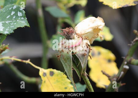 Nahaufnahme einer Rose getrockneten Staubfäden Stockfoto