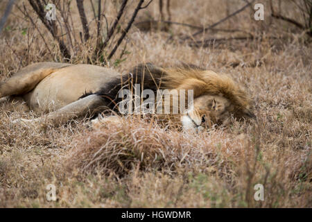 Sleepy Lion liegen in den Büschen. Südafrika. Stockfoto