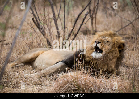 Sleepy Lion liegen in den Büschen. Südafrika. Stockfoto