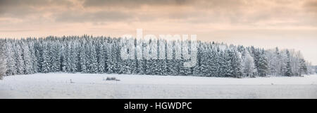Feld und dem Rand eines Pinienwaldes mit Raureif und Schnee bei Sonnenuntergang, Uppland, Schweden, Scandinavia Stockfoto