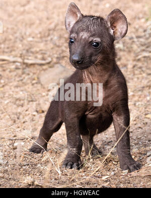 Einzelne Hyäne Cub stehen und blickte Warnung in Mantobeni, Südafrika Stockfoto