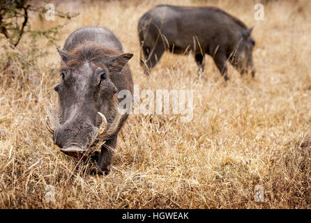 Zwei südafrikanischen Warzenschweine Fütterung im Krüger Nationalpark Stockfoto