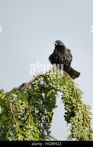 Eine gemeinsame Starling (European Starling) (Sturnus Vulgaris) thront auf einem Ast eines Baumes Nadelbaum Stockfoto