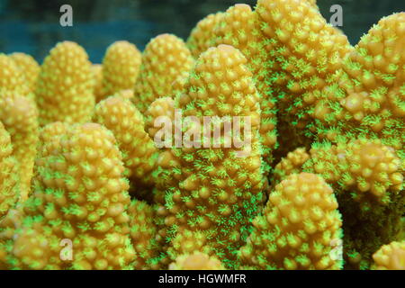 Nahaufnahme von Finger Korallen mit offenen Polypen, Acropora Humilis, Unterwasser Meerestiere, Pazifik, Französisch-Polynesien Stockfoto