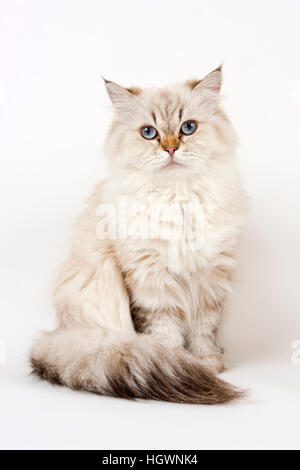 British Longhair Katze, sitzend Stockfoto