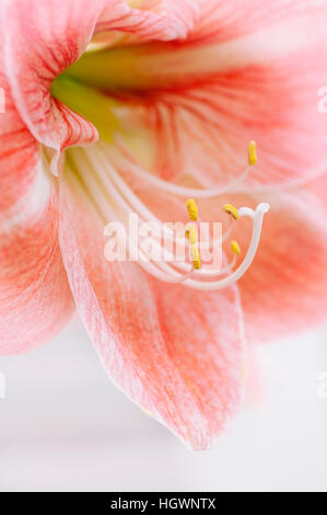 Nahaufnahme Makro Bild der Blume Hippeastrum Amaryllis Lilie Blume genannt. Stockfoto