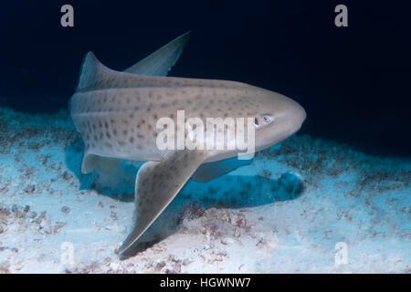 Zebra Shark (Stegostoma Fasciatum) entlang sandigen Meeresboden, Lhaviyani Atoll, Malediven Stockfoto