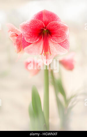 Nahaufnahme Makro Bild der Blume Hippeastrum Amaryllis Lilie Blume genannt. Stockfoto