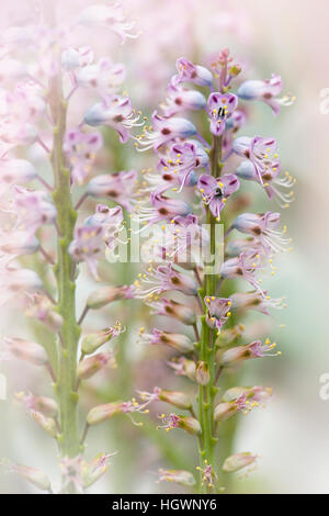 Die zarten lila Blüten des Werks Lachenalia Pustulata allgemein bekannt als die Blasen Cape Schlüsselblume. Stockfoto