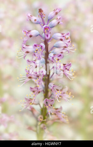 Die zarten lila Blüten des Werks Lachenalia Pustulata allgemein bekannt als die Blasen Cape Schlüsselblume. Stockfoto