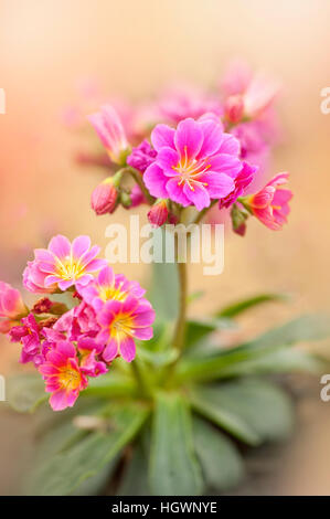 Die lebendige rosa Blüten der Lewisia Cotyledon "Regenbogen", Bild auf einem weichen einfachen Hintergrund. Stockfoto