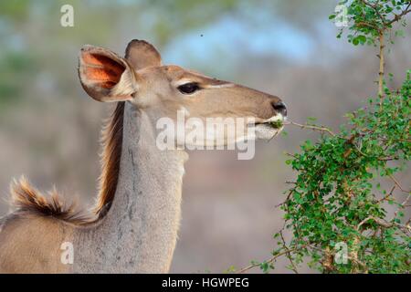 Große Kudu (Tragelaphus Strepsiceros), erwachsenes Weibchen ernähren sich von einem Strauch, Krüger Nationalpark, Südafrika Stockfoto