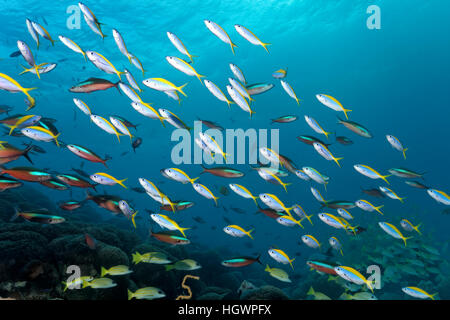 School of Yellowback Füsiliere (Caesio Xanthonota) und Neon Füsiliere (Pterocaesio Fliese), über Korallenriff schwimmen Stockfoto