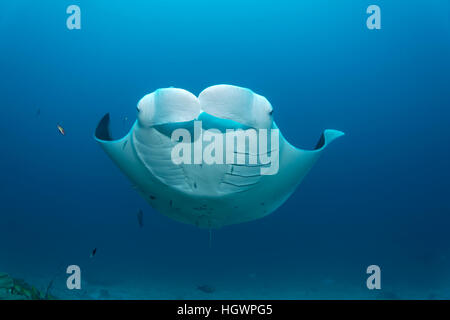 Mantarochen (Manta Birostris) Schwimmen im Ozean, Lhaviyani Atoll, Malediven Stockfoto