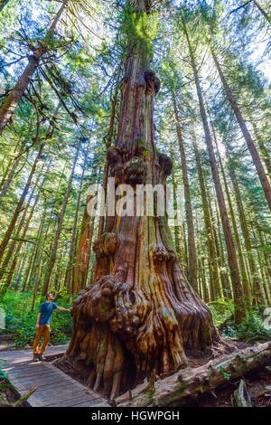 Mann stand neben riesigen westliche Rotzeder, Schulentlassungsfeier (Thuja Plicata), Avatar Grove Forest, Port Renfrew, Vancouver Island Stockfoto