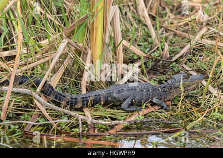 Amerikanischer Alligator (Alligator Mississippiensis), juvenile im Schilf, Everglades-Nationalpark, Florida, USA Stockfoto