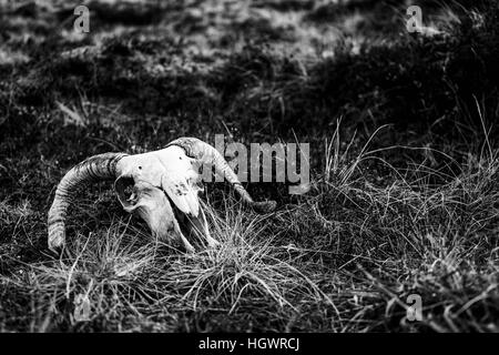 Ein beängstigend gehörnten Widder Schädel sitzt auf das sumpfige Marschland Stockfoto