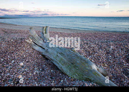 Treibholz auf der Schale bedeckt Long Beach in Stratford, Connecticut.  Angrenzend an das große Wiesen Gerät McKinney National Wildlife Refuge. Stockfoto