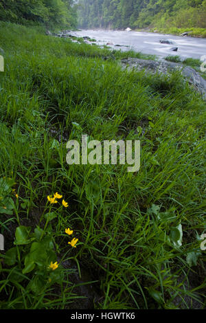 Sumpfdotterblumen am Ufer der Farne und West Branch des Flusses Westfield in Chesterfield, Massachusetts.  Knapp unterhalb der Chesterfield-Schlucht. Stockfoto